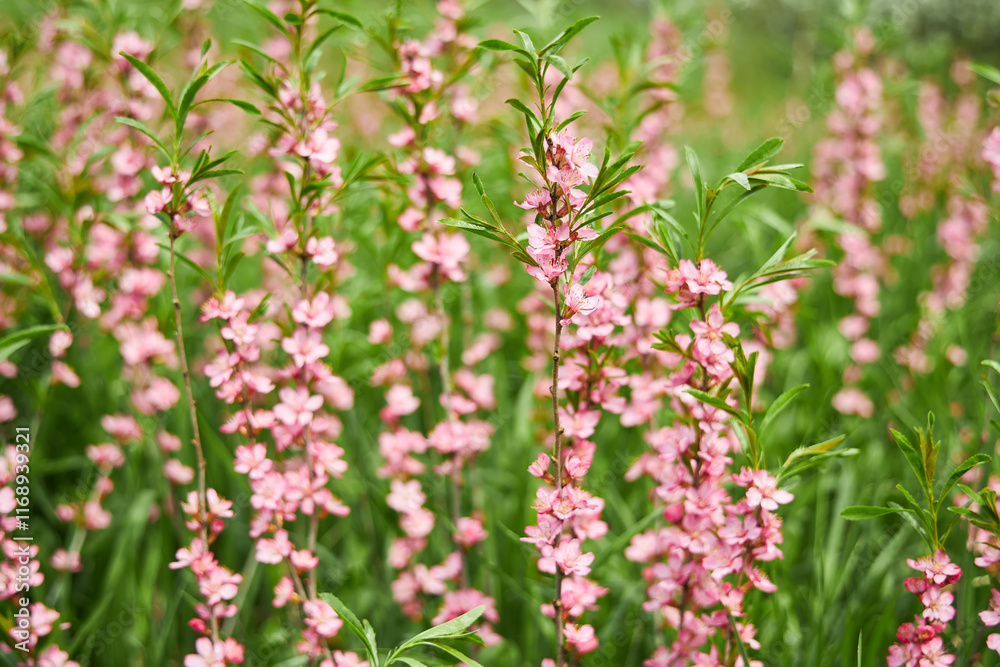 Springtime Bloom in Pink Meadow