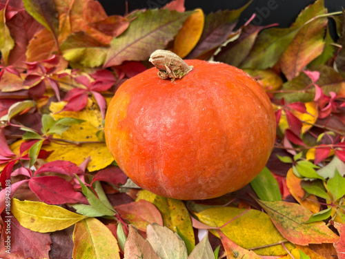 Hokkaido; Cucurbita pepo photo