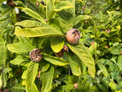 Medlar, Mespilus, germanica photo