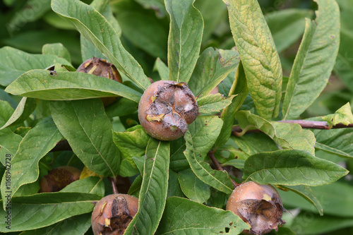 Medlar, Mespilus, germanica photo