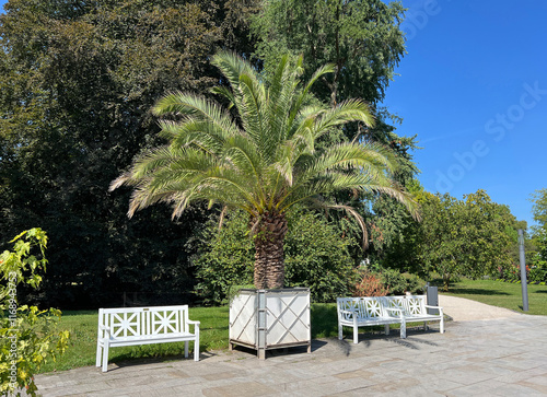 Phoenix palm, Phoenix canariensis