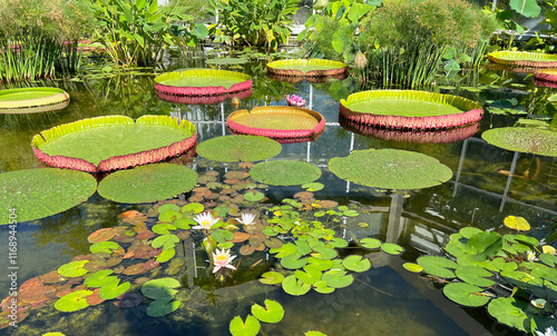 Water lily pond