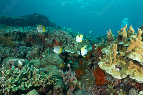 Reef dell'isola Nusa Penida, Bali, con coralli duri e molli, spugne e pesci farfalla photo