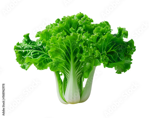 Fresh Green Shanghai Bok Choy Against on cut out background
