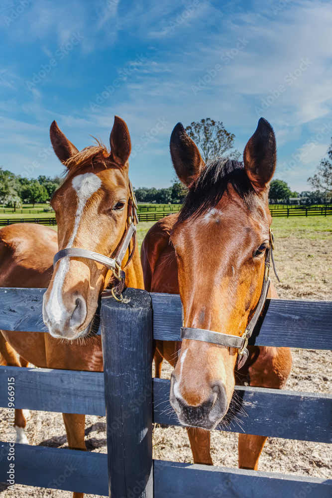 Fototapeta premium Two Friendly Horses at the Fence looking for a treat.