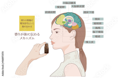 香りが体に伝わるメカニズム2025・嗅覚の伝導路