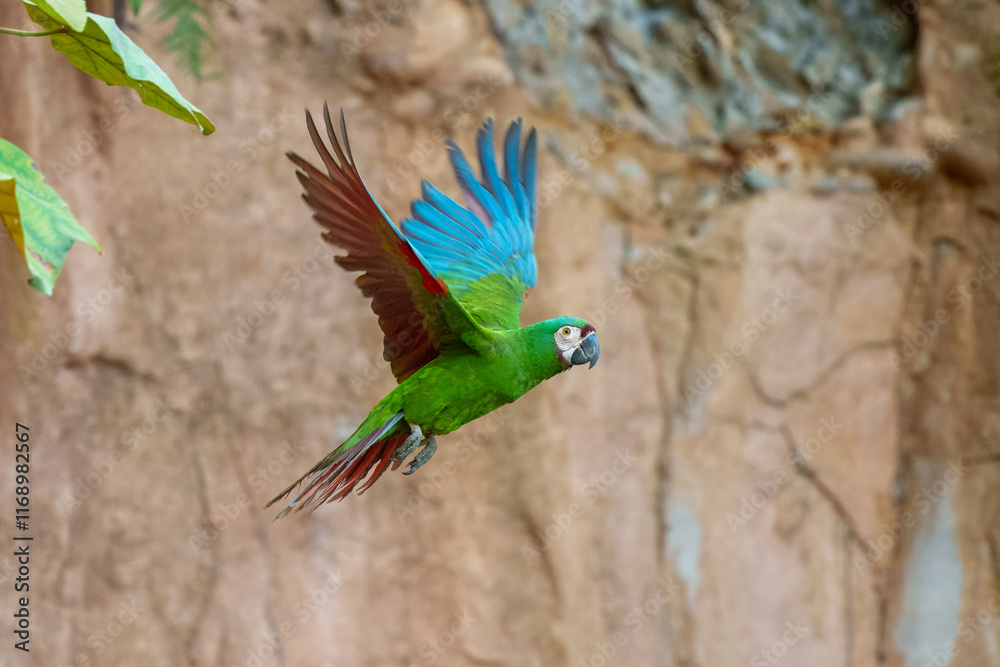 The chestnut-fronted macaw or severe macaw (Ara severus), Small for a macaw but still larger than any of the long-tailed parakeets. Mostly green with whitish face and reddish underwings. The chestnut-fronted macaw or severe macaw (Ara severus), Small for a macaw but still larger than any of the long-tailed parakeets. Mostly green with whitish face and reddish underwings.