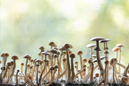 magic psychedelic psilocybin fungus mushrooms growing homemade for therapy photo