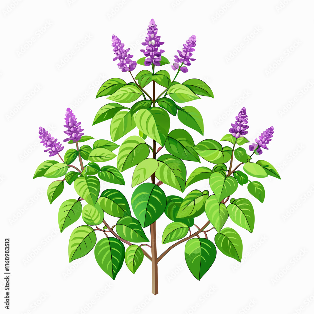 holy basil tree vector illustration