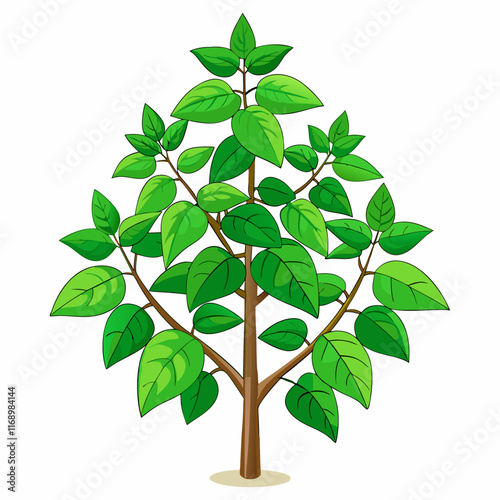 holy basil tree vector illustration
