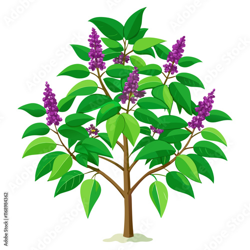 holy basil tree vector illustration