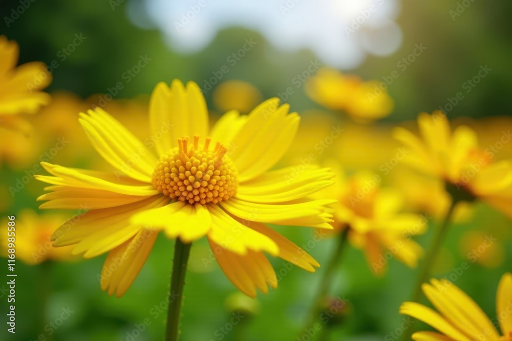 Vibrant yellow tansy flowers in sunlight, fluffy texture , petal, Asteraceae, detail Vibrant yellow tansy flowers in sunlight, fluffy texture , petal, Asteraceae, detail