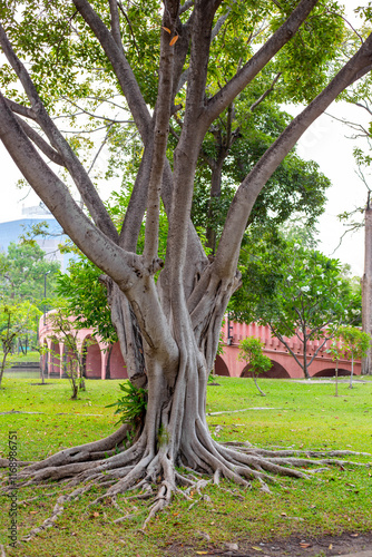 A tropical tree with thick roots on the ground. Chatuchak Park, Bangkok photo