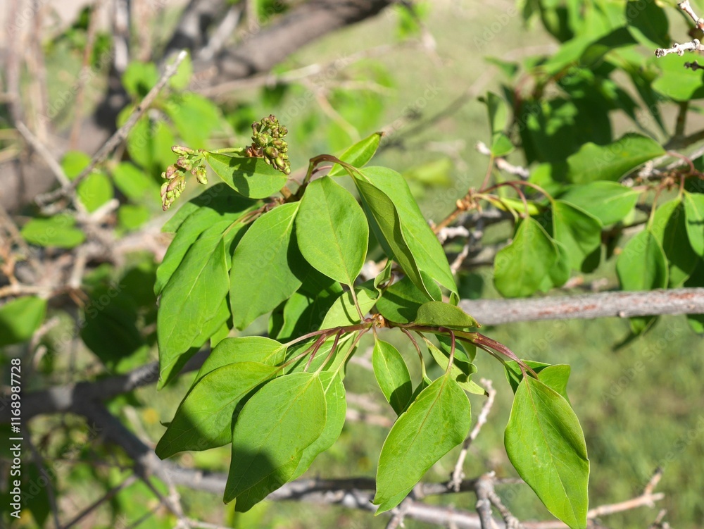 Closeup of Pekin Tree Lilac leaves and buds, Colorado Closeup of Pekin Tree Lilac leaves and buds, Colorado