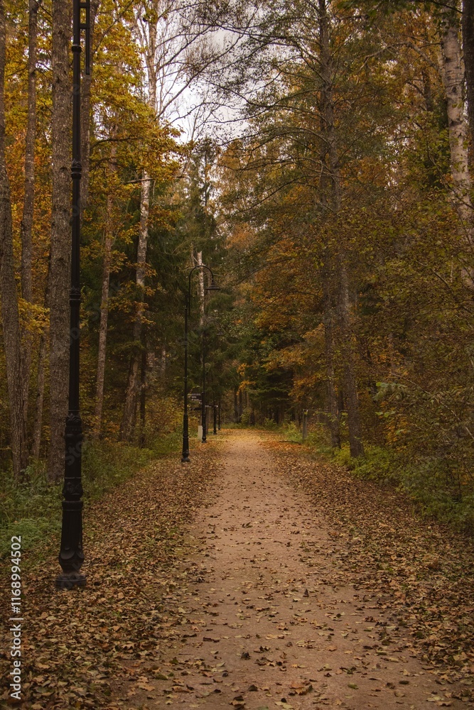 Obraz premium path in autumn forest