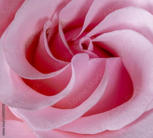 Obraz na płótnie Abstract macro of a rose blossim w salonie