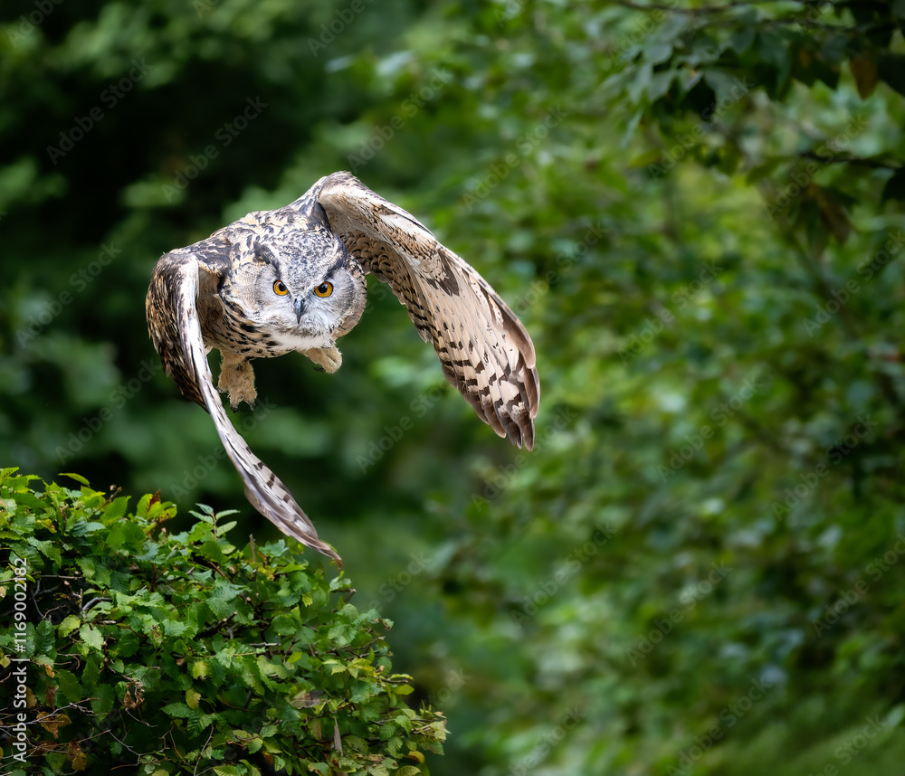 Flying Eurasian eagle-owl