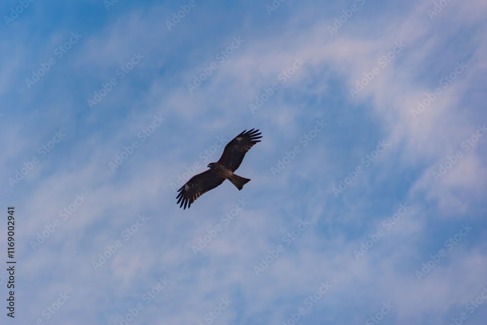 朝空と鳶 朝空と鳶