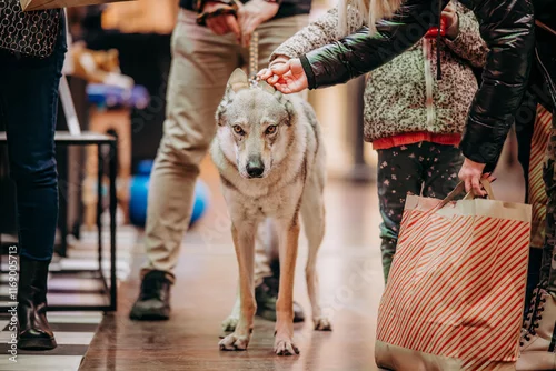 Fototapeta Zwierzęta przyprowadzone do galerii handlowej