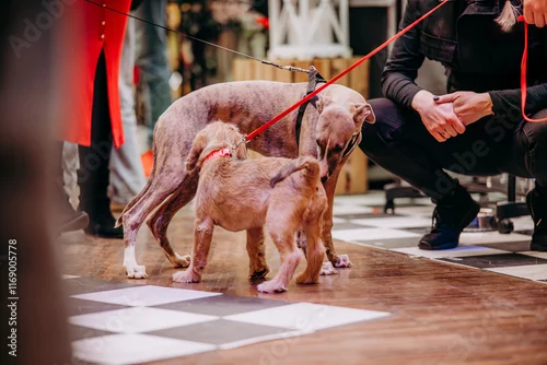 Obraz Zwierzęta przyprowadzone do galerii handlowej