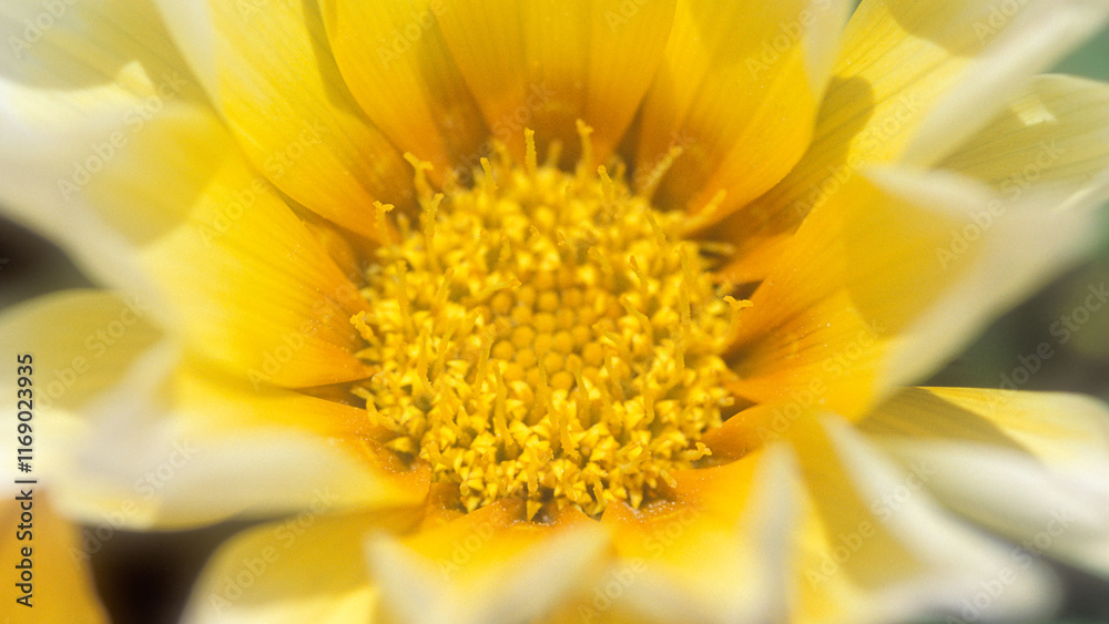 Extreme close up of Gazania flower, yellow Extreme close up of Gazania flower, yellow