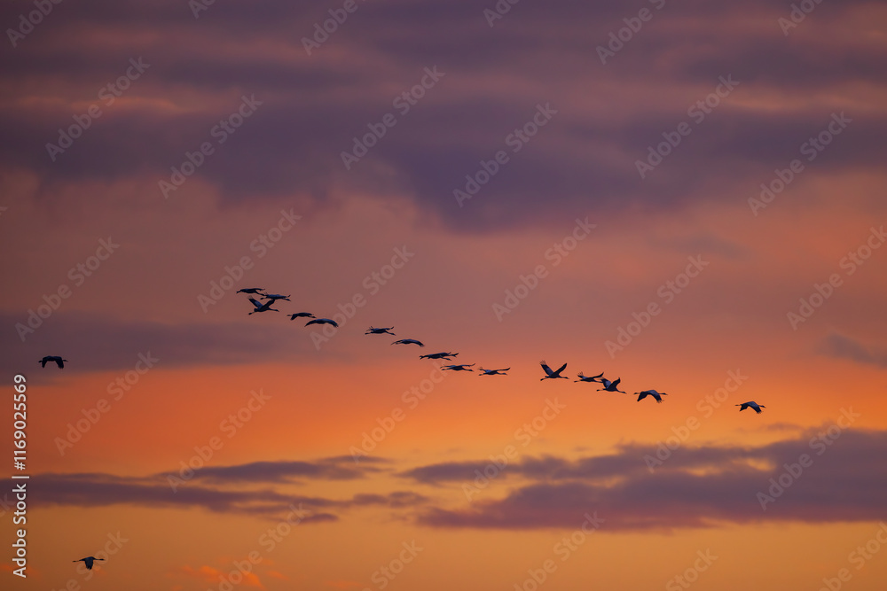 Fototapeta premium Flock of birds, Common Crane, migration in Hortobagy National Park, UNESCO World Heritage Site, Puszta is one of largest meadow and steppe ecosystems in Europe, Hungary