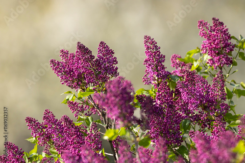 lilac in Slovakia in Polana National Park photo