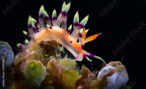 Nudibrunch Flabellina exoptata. Photo was taken in the island Romblon, Philippines