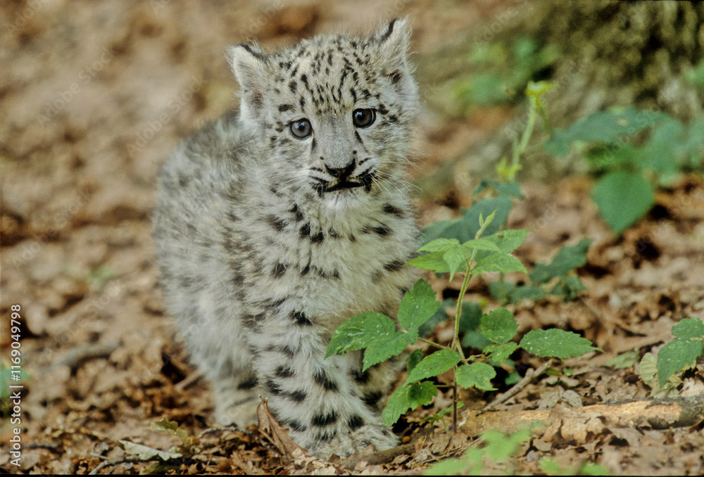 Obraz premium Snow leopard