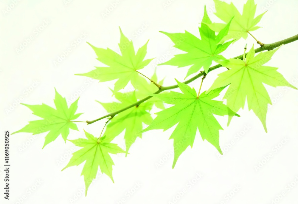Green maple leaves on branches against a white background Green maple leaves on branches against a white background