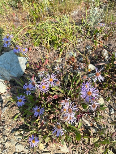 Purple flowers in forest