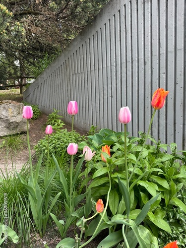 Wild tulips in a garden