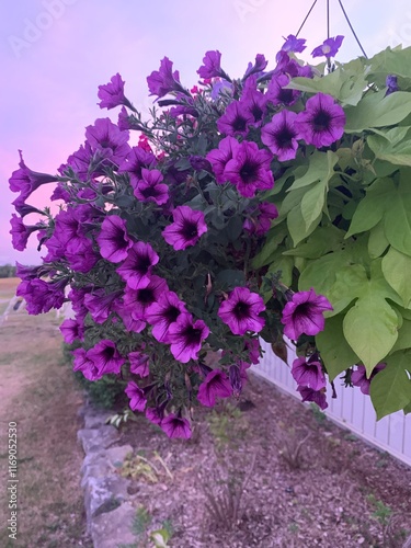 Purple flowers in a garden