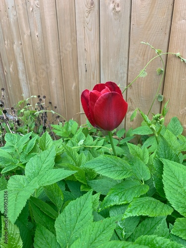Wild red tulip in a garden
