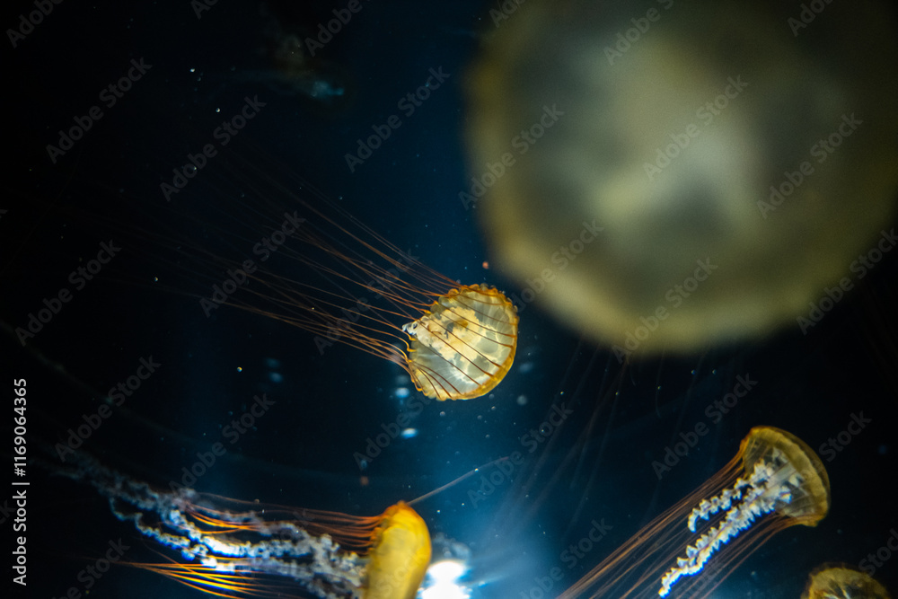 Jellyfish under water