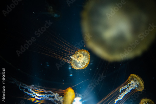 Obraz na płótnie Jellyfish under water w salonie