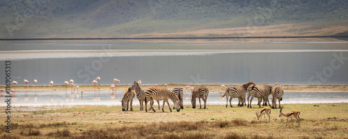 Scenic rainy view with flamingo, zebra and thomso's gazelle during rainy season at Lake Magadi in Ngorongoro Conservation Area in Tanzania, East Africa photo