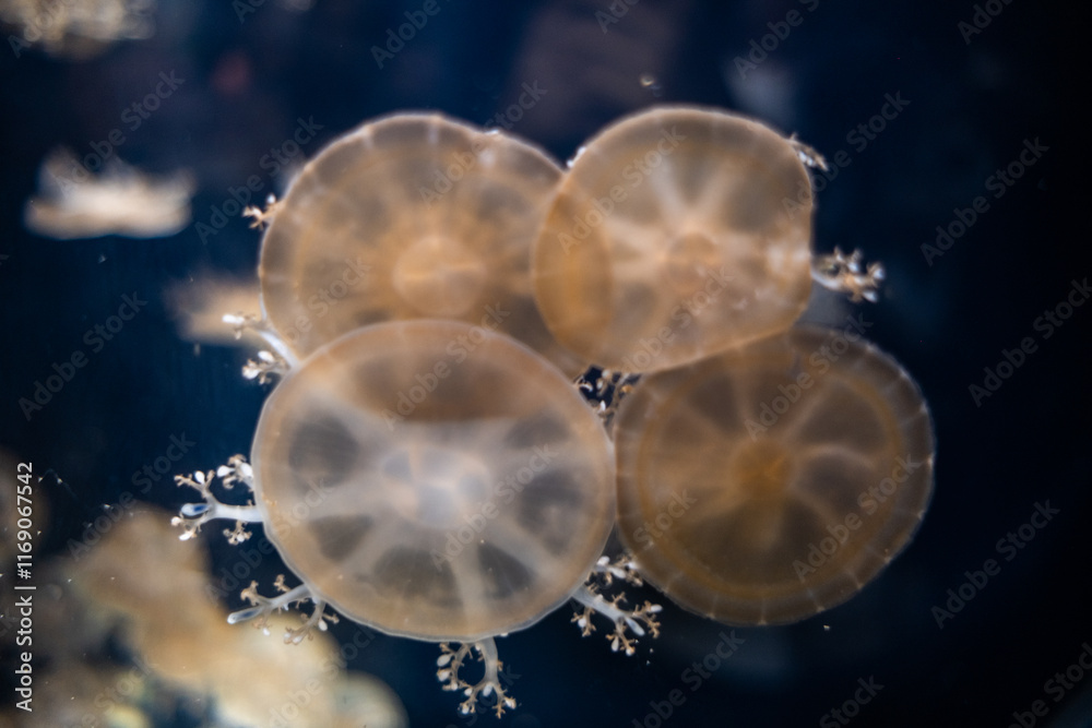Jellyfish under water