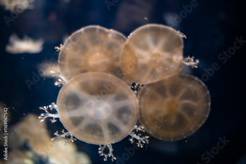 Obraz na płótnie Jellyfish under water w salonie