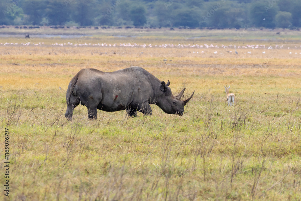 Black Rhino (rhinoceros) grazing in the savannah. It is a rare threatened species in Ngorongoro Conservation Area in Tanzania, East Africa Black Rhino (rhinoceros) grazing in the savannah. It is a rare threatened species in Ngorongoro Conservation Area in Tanzania, East Africa