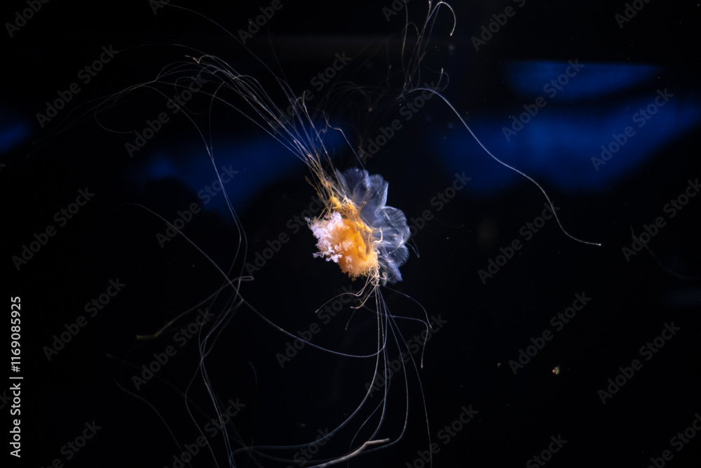 Jellyfish under water