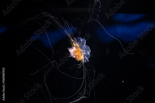 Obraz na płótnie Jellyfish under water w salonie