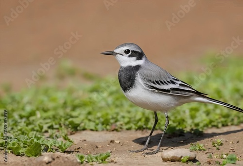 A white wagtail bird standing on the ground with a green and brown background photo