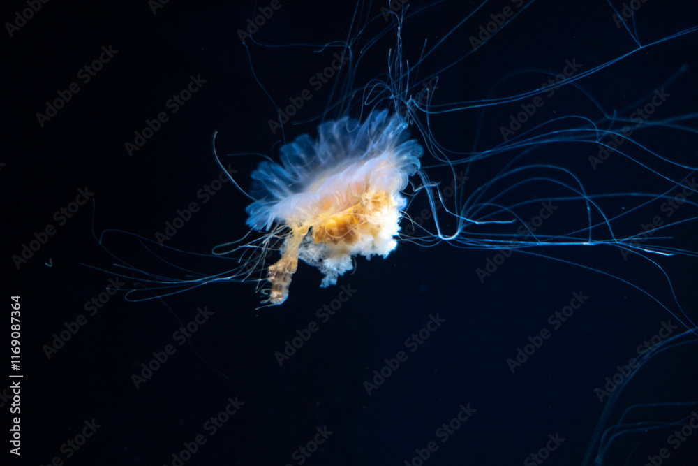 Jellyfish under water