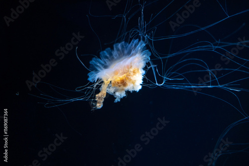 Obraz na płótnie Jellyfish under water w salonie