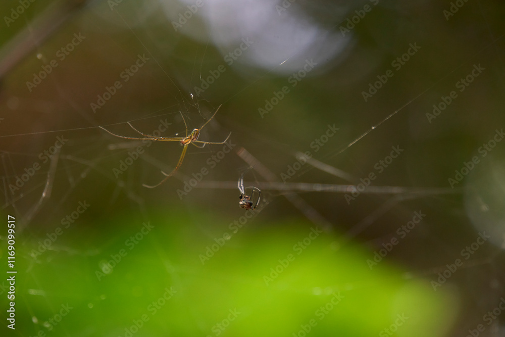 spider hanging.
spider hanging.