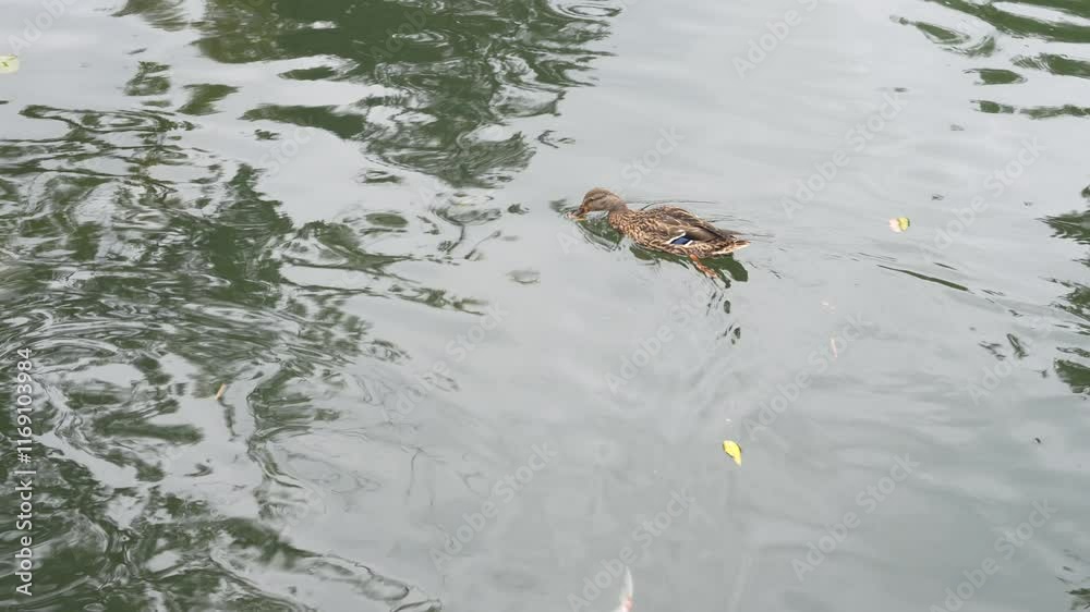 A duck swimming calmly in a serene pond on a summer day A duck swimming calmly in a serene pond on a summer day