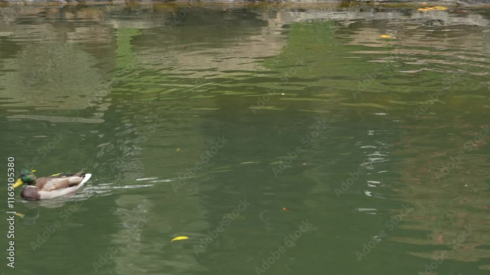 Duck swimming calmly in a serene pond surrounded by green foliage Duck swimming calmly in a serene pond surrounded by green foliage