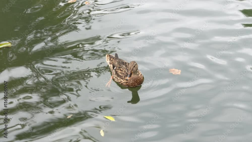Duck swimming peacefully on a calm pond surrounded by greenery Duck swimming peacefully on a calm pond surrounded by greenery