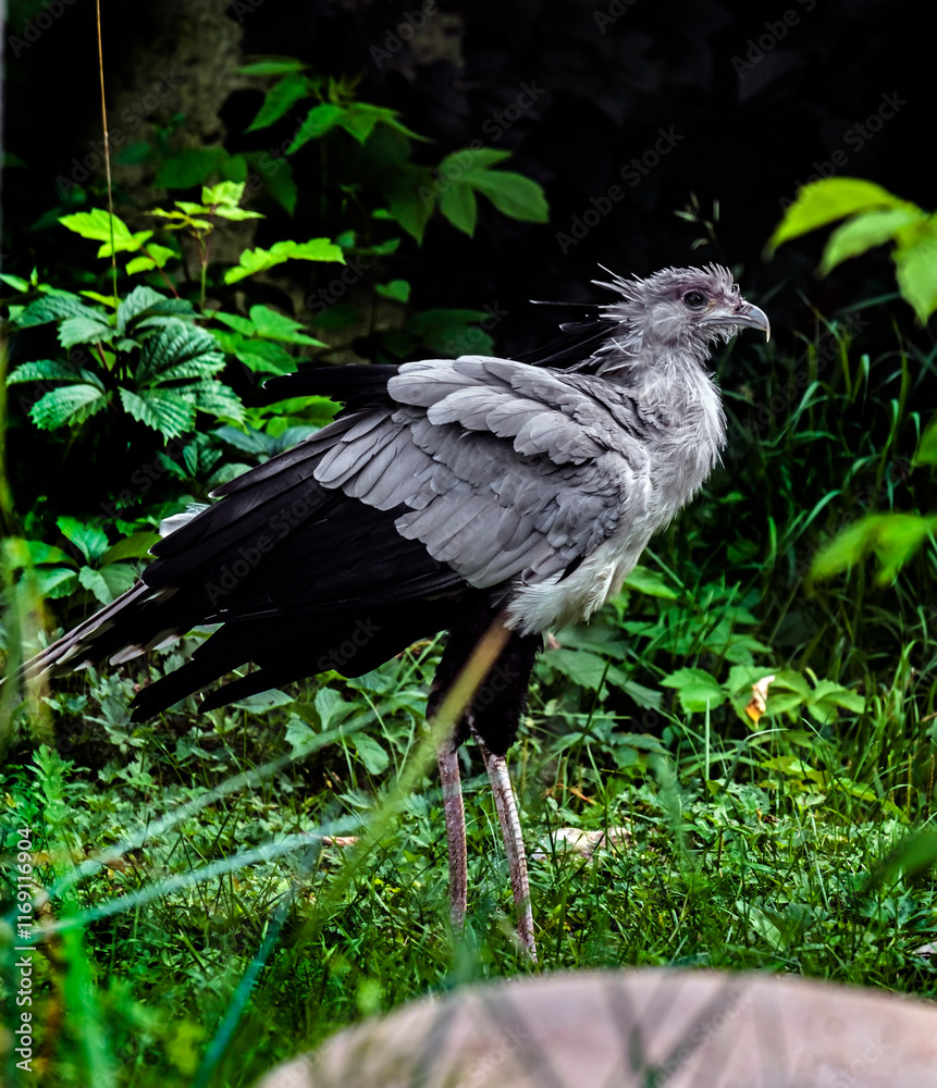 Fototapeta premium Secretarybird in its enclosure. Latin name - Sagittarius serpentarius